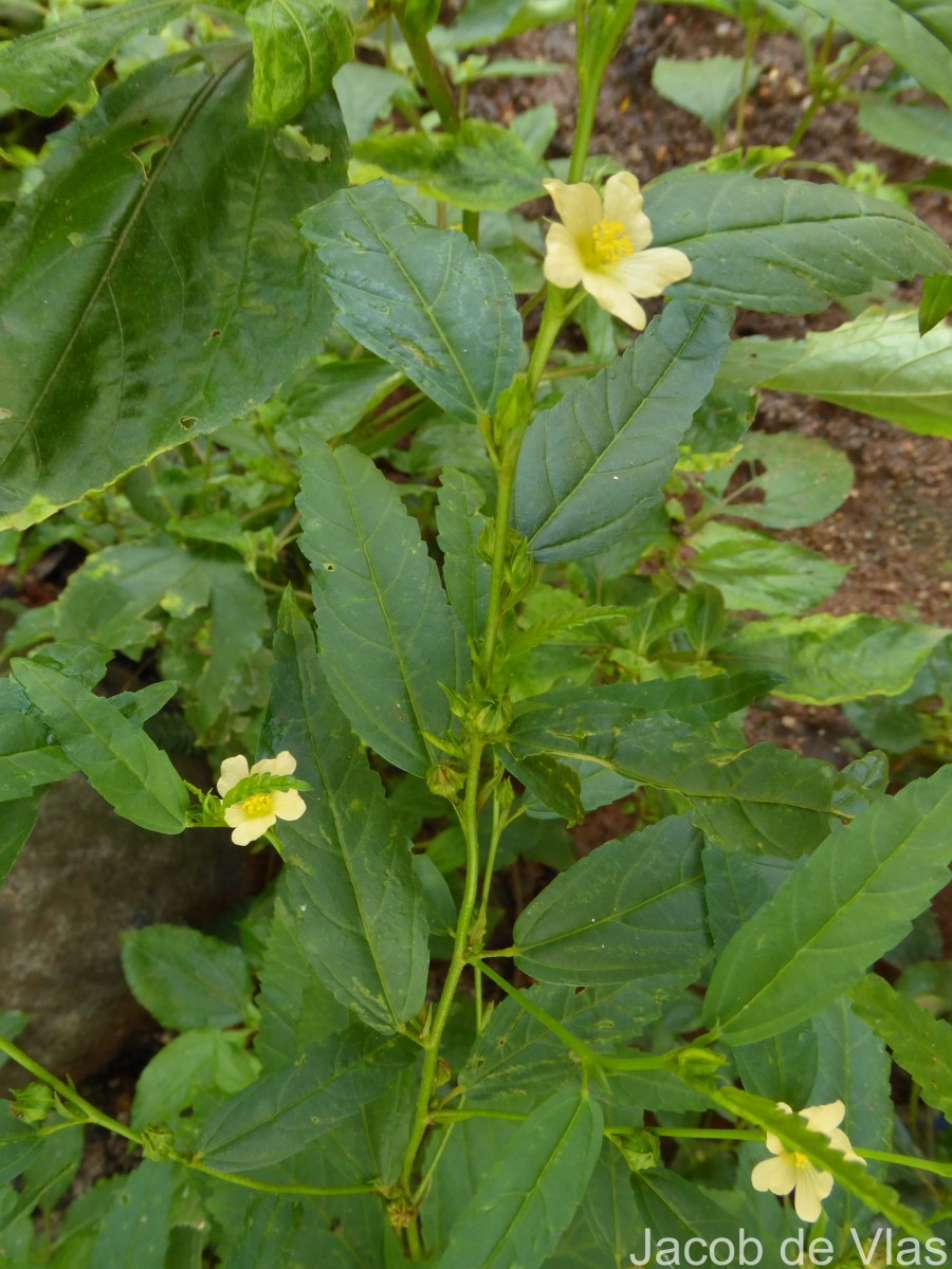 Sida acuta Burm.f.